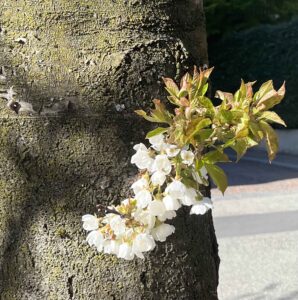 L’Arte della Gioia: come saper stare nella vita senza perderla